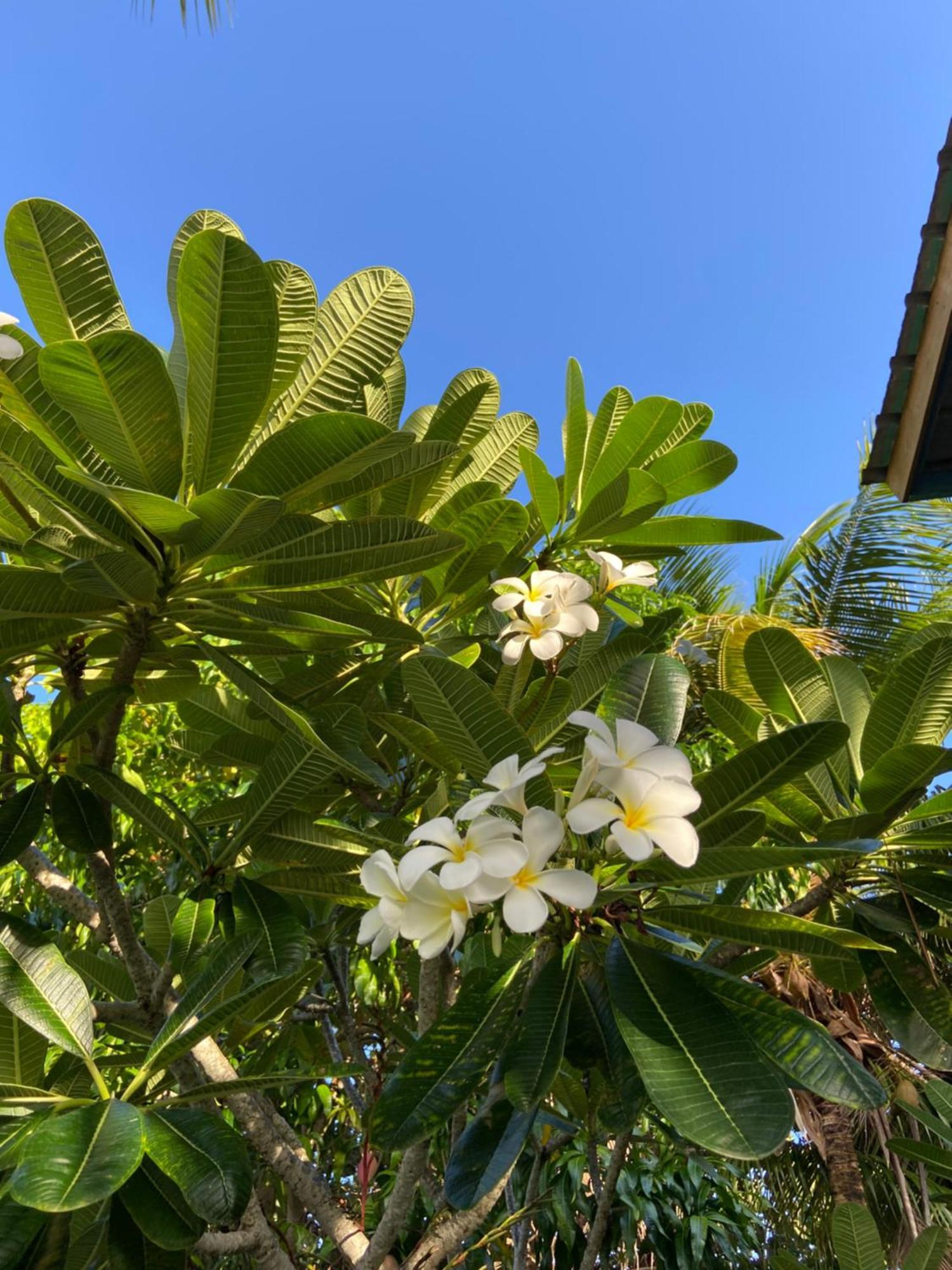 Anda Di Hows Hostel Placencia エクステリア 写真