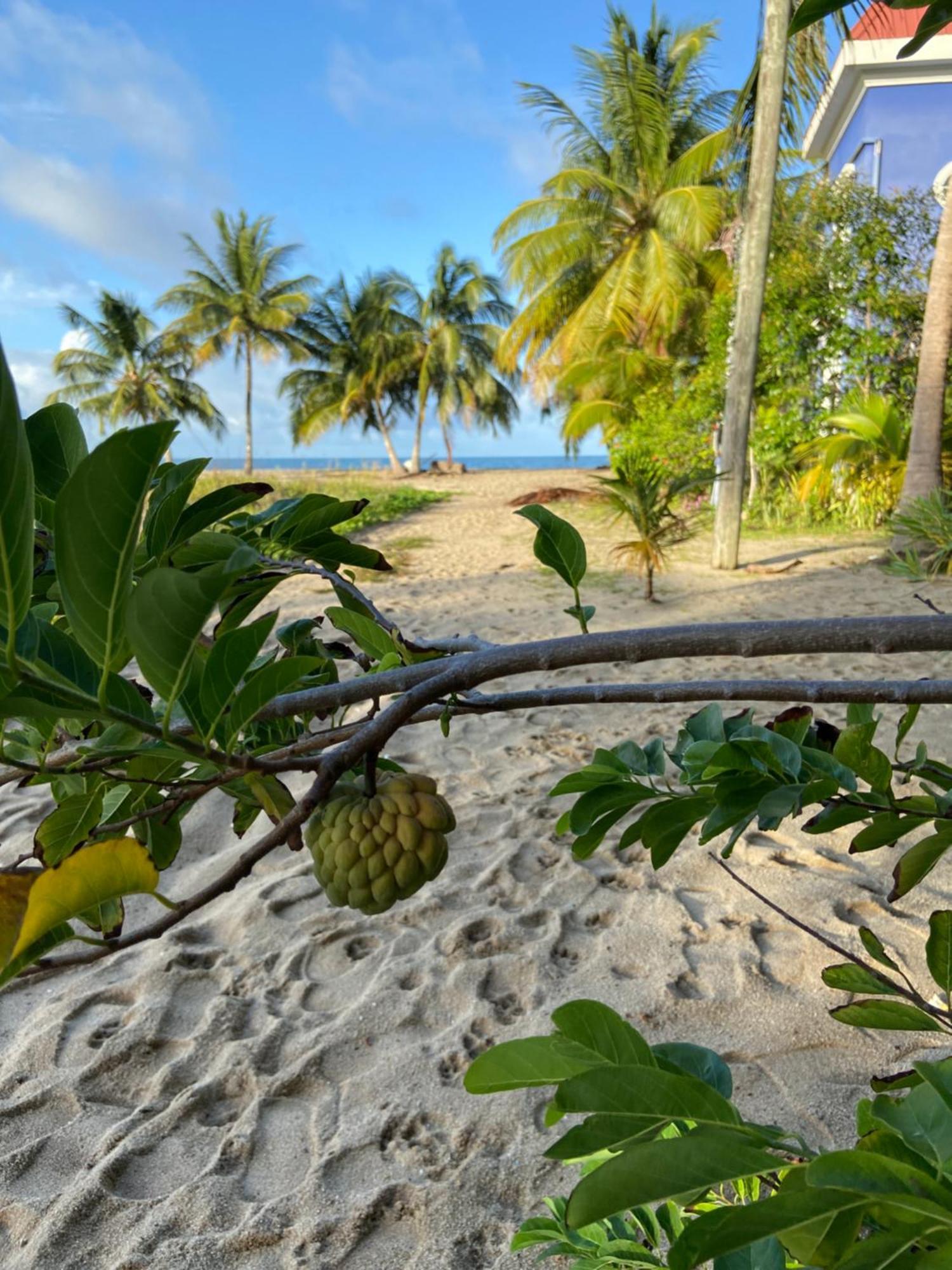 Anda Di Hows Hostel Placencia エクステリア 写真