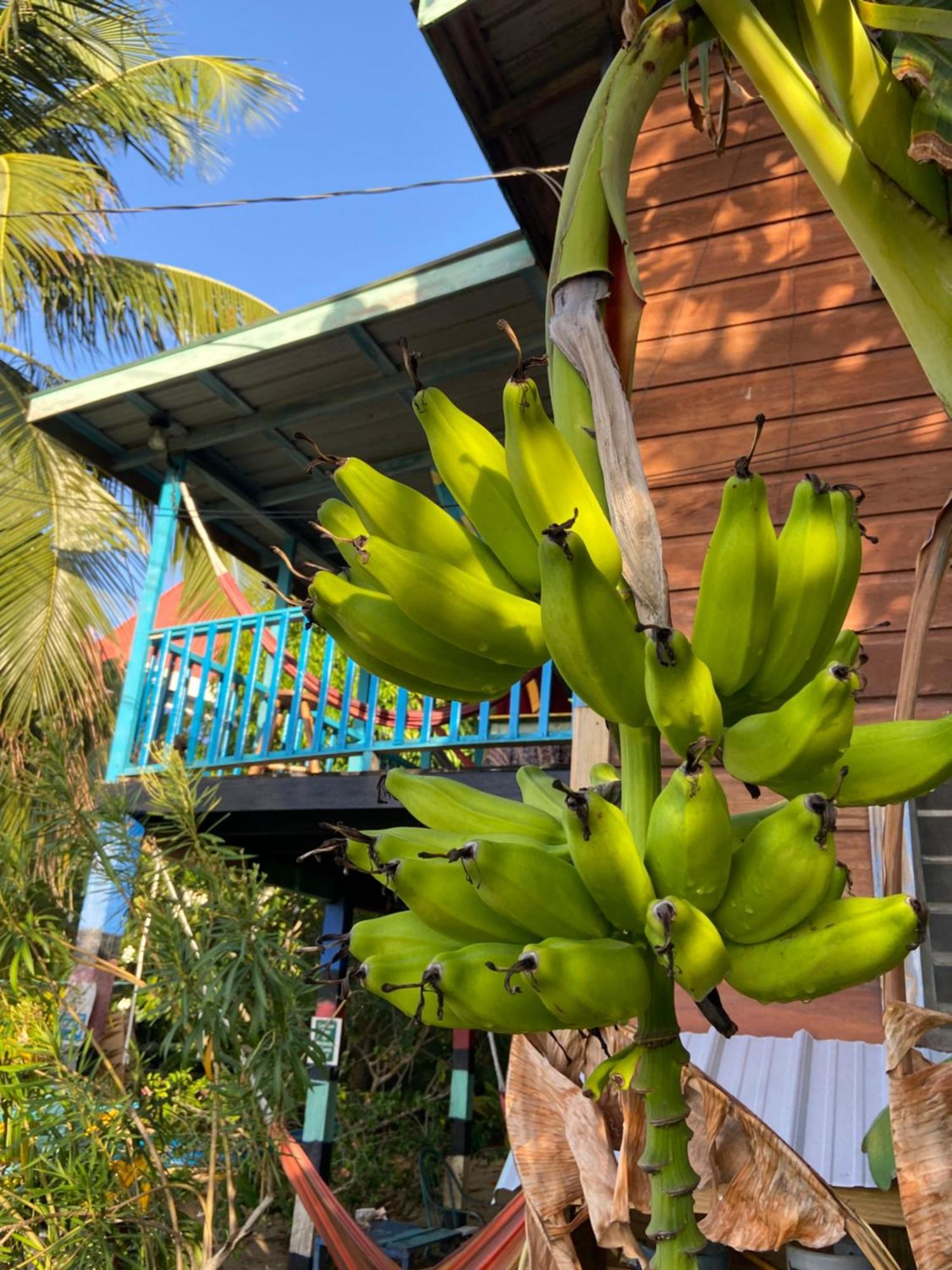 Anda Di Hows Hostel Placencia エクステリア 写真