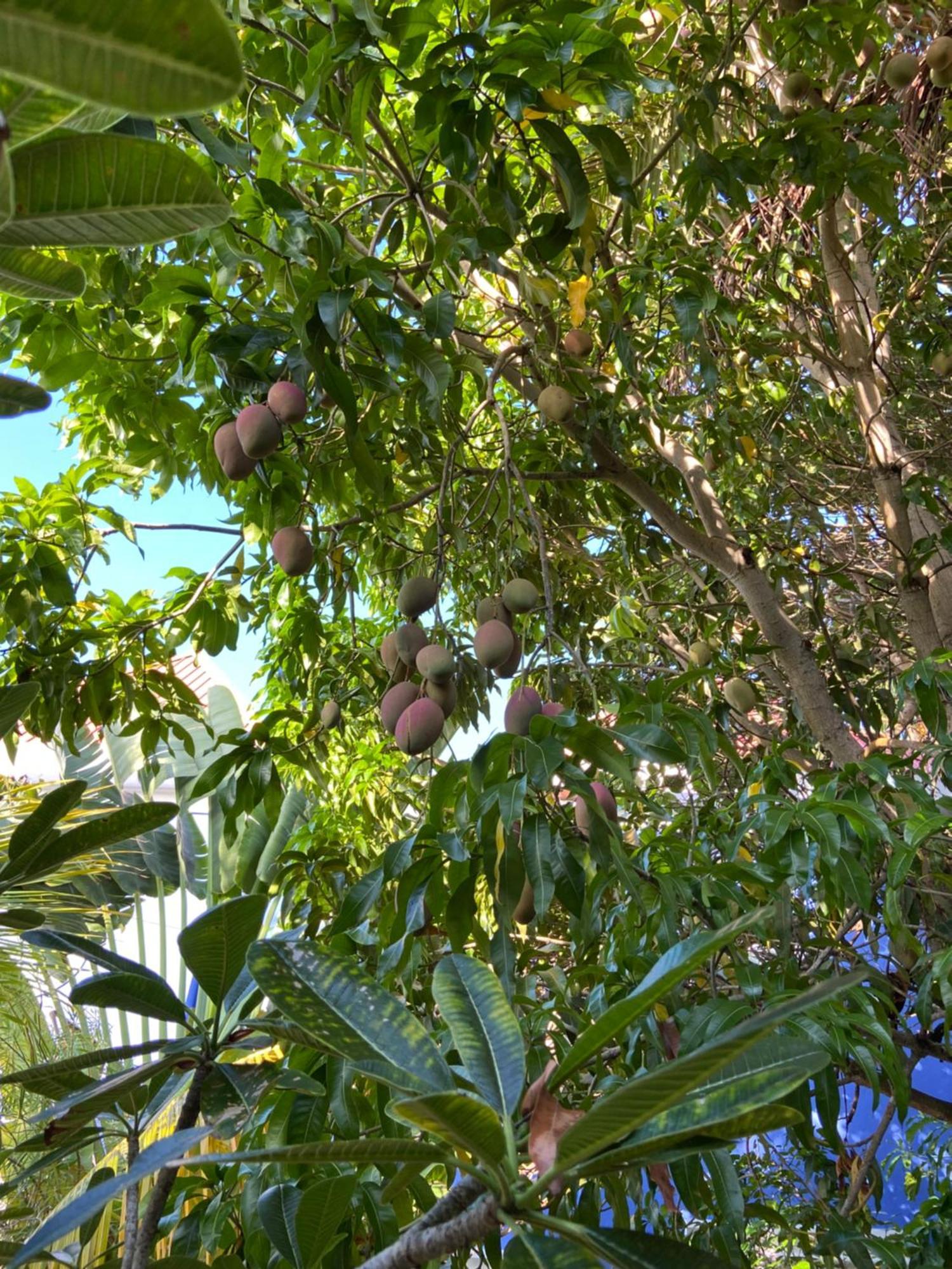 Anda Di Hows Hostel Placencia エクステリア 写真