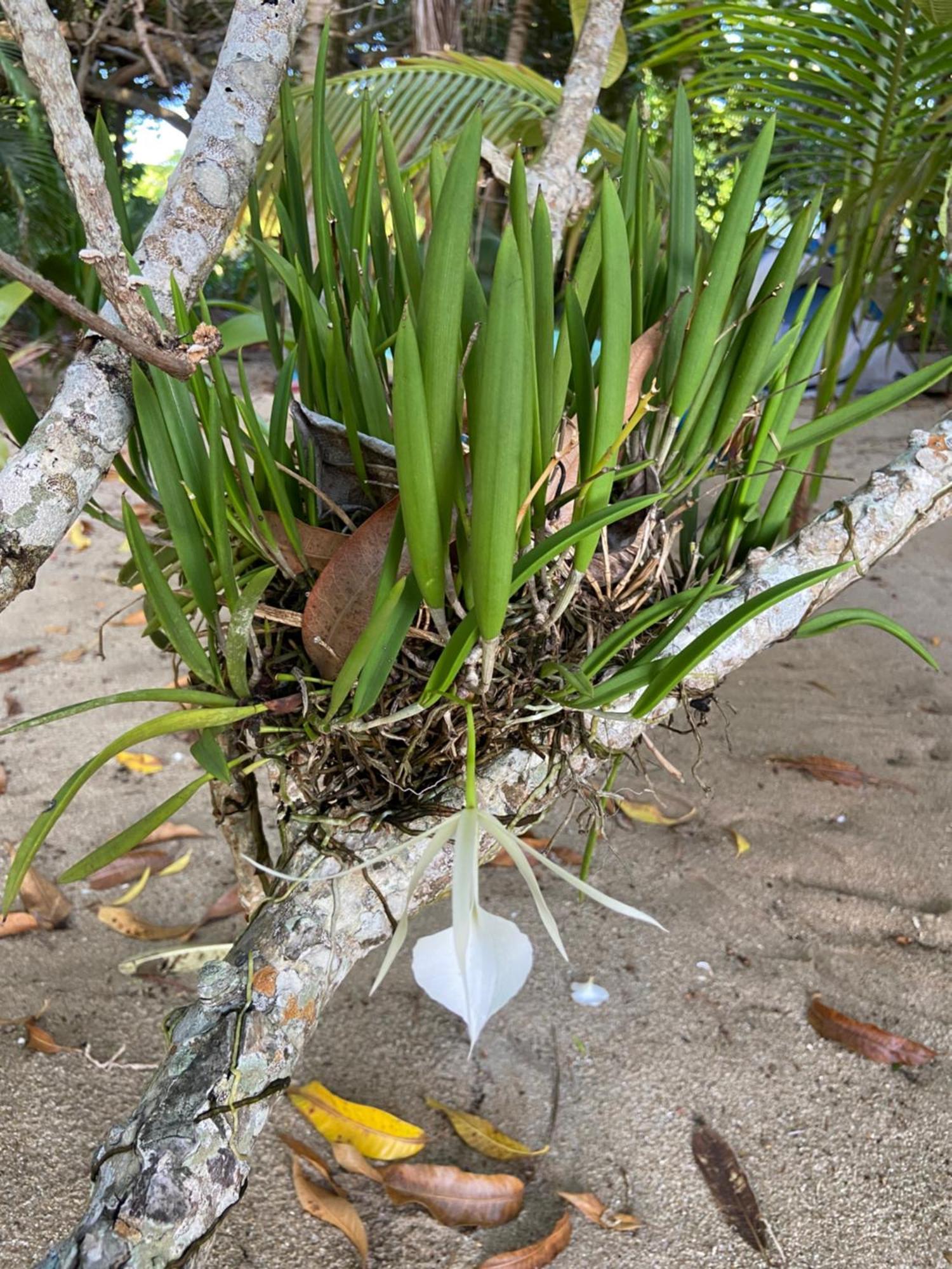Anda Di Hows Hostel Placencia エクステリア 写真
