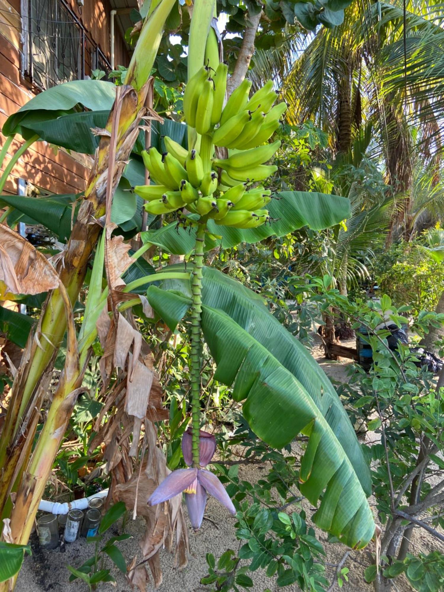 Anda Di Hows Hostel Placencia エクステリア 写真