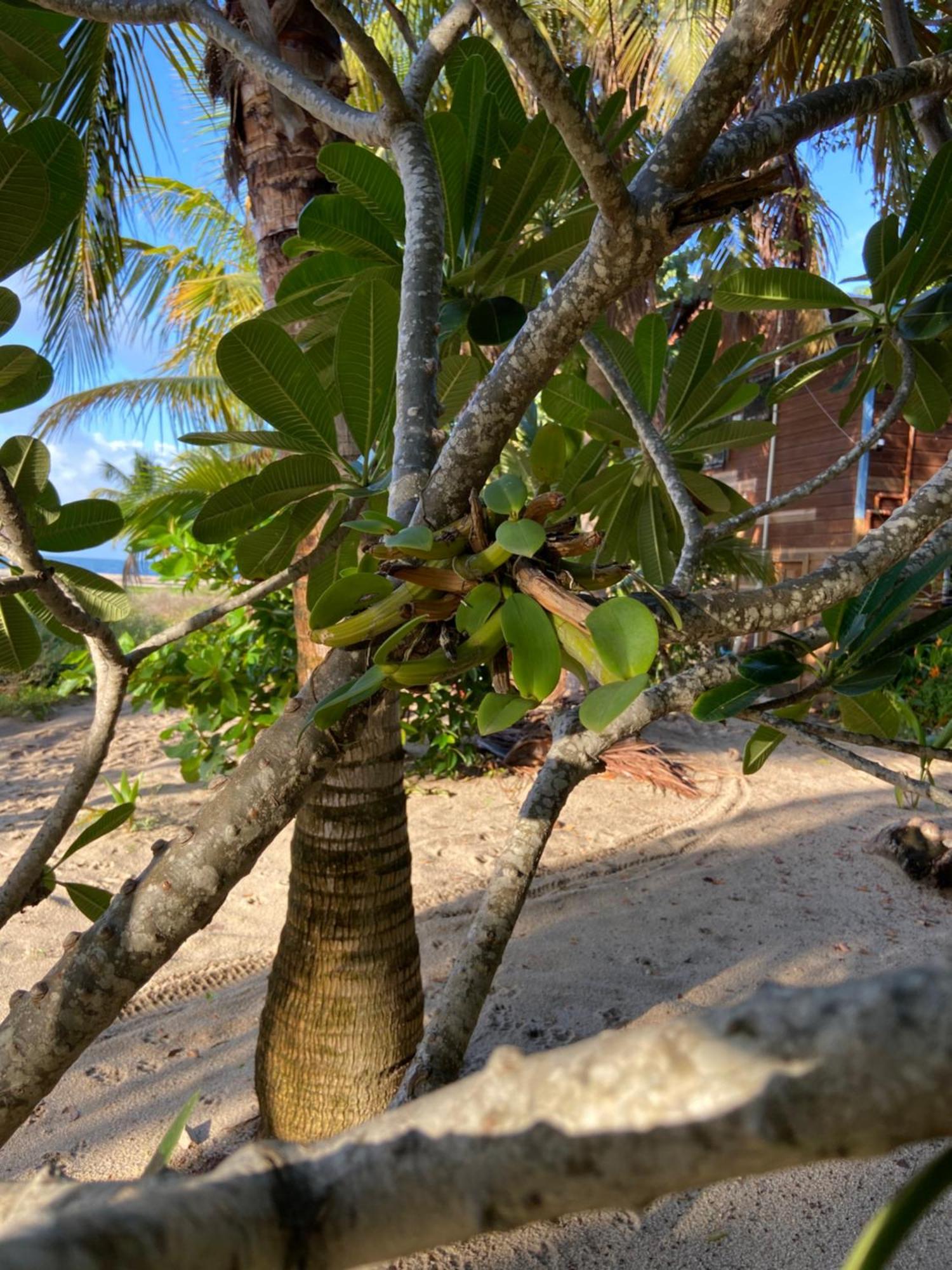 Anda Di Hows Hostel Placencia エクステリア 写真