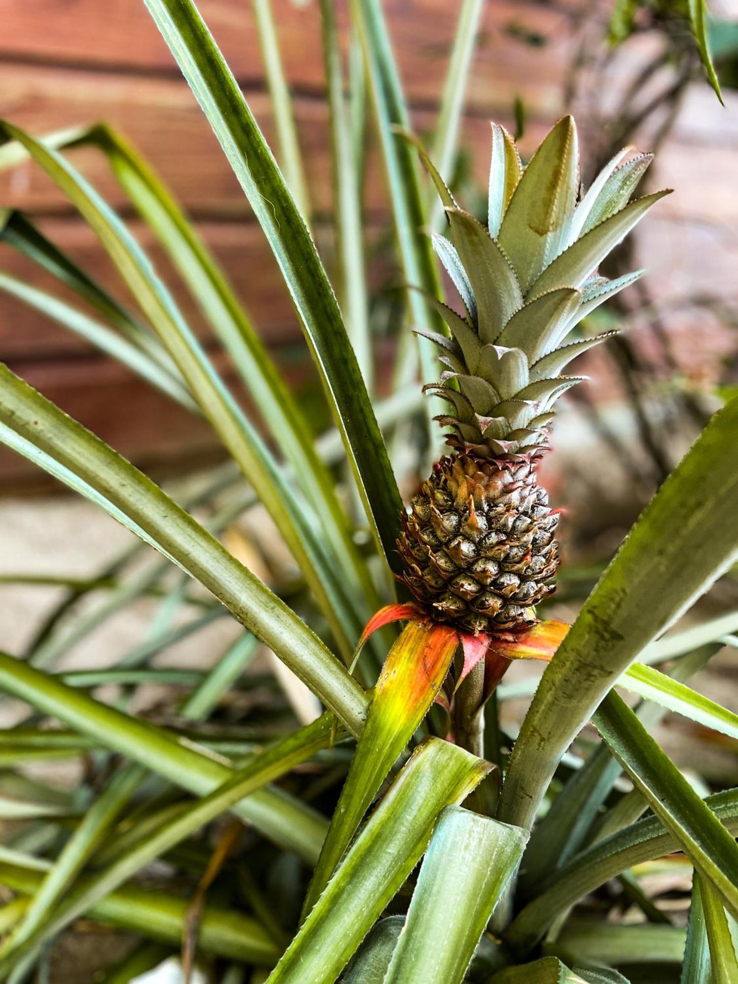 Anda Di Hows Hostel Placencia エクステリア 写真