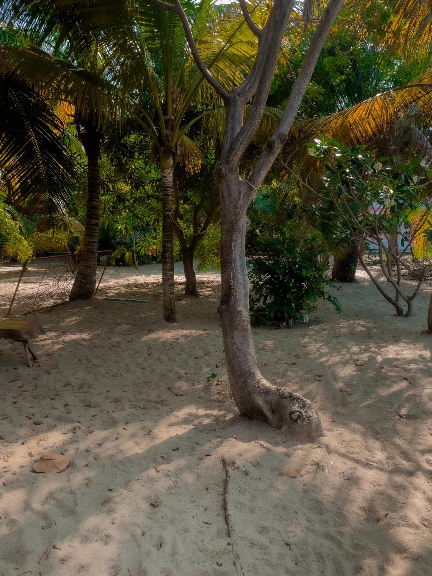 Anda Di Hows Hostel Placencia エクステリア 写真